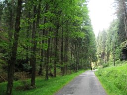 Součástí oceňování lesních majetků je rovněž oceňování lesních cest